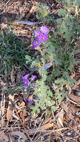 Bush Tomato