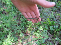 Lactuca graminifolia