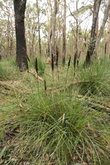 Xanthorrhoea minor