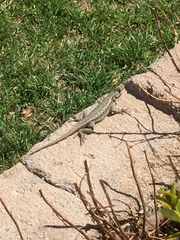 Sceloporus occidentalis