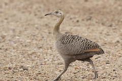 Rhynchotus rufescens