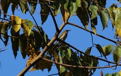 Lichmera indistincta limbata