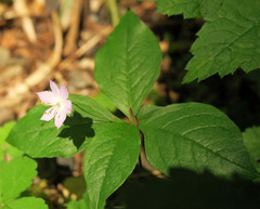 Lysimachia latifolia