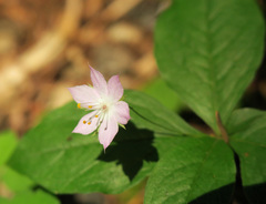 Lysimachia latifolia