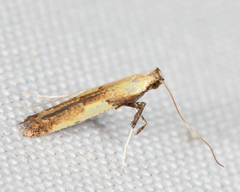 Caloptilia superbifrontella