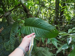 Anthurium talamancae