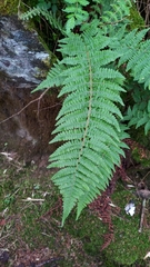 Dryopteris transmorrisonensis