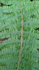 Dryopteris transmorrisonensis