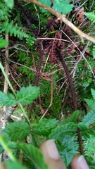 Dryopteris transmorrisonensis
