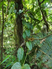 Anthurium talamancae