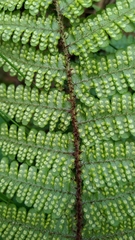 Dryopteris transmorrisonensis