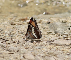 Adelpha bredowii