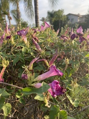 Ipomoea pedicellaris