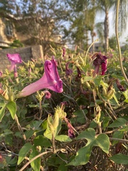 Ipomoea pedicellaris