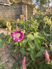 Ipomoea pedicellaris