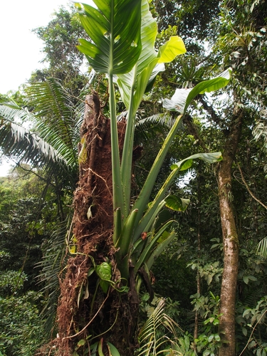 Monstera standleyana, photograph 6