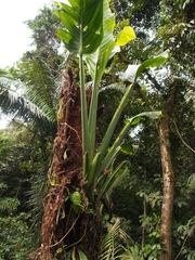 Monstera standleyana