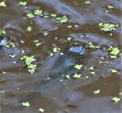 Ameiurus nebulosus