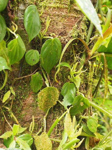 Montane peperomia (Peperomia distachyos)