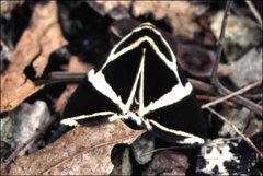 Fodina ostorius
