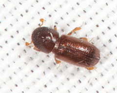 Heteroborips seriatus