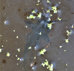 Ameiurus nebulosus