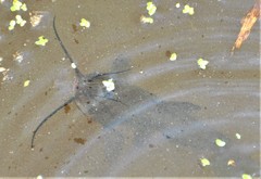 Ameiurus nebulosus