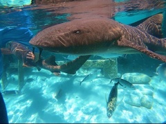Ginglymostoma