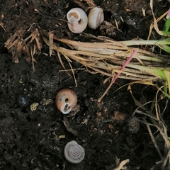 Polygyrinae