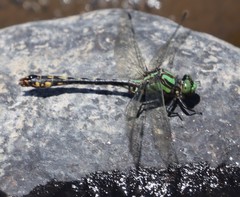 Ophiogomphus anomalus