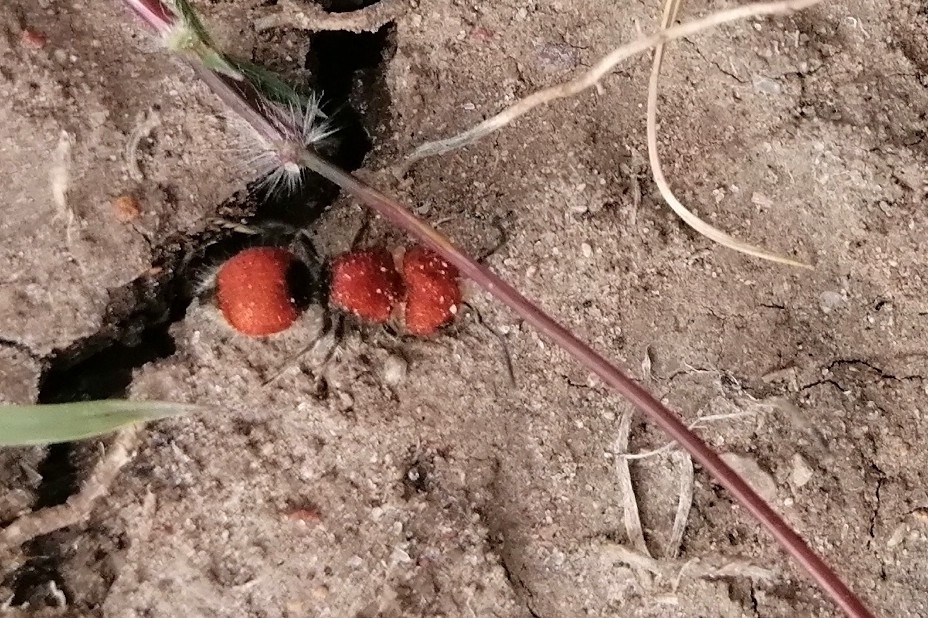 Invreiella satrapa