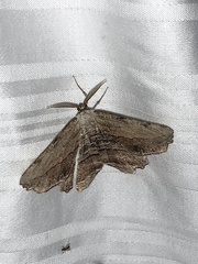 Lytrosis