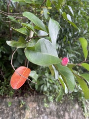 Glochidion littorale