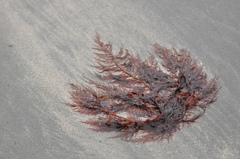 Cumathamnion decipiens