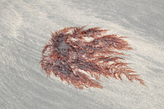 Cumathamnion decipiens