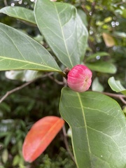 Glochidion littorale