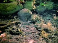 Herichthys carpintis