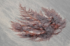 Cumathamnion decipiens