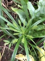 Cyperus meyenianus