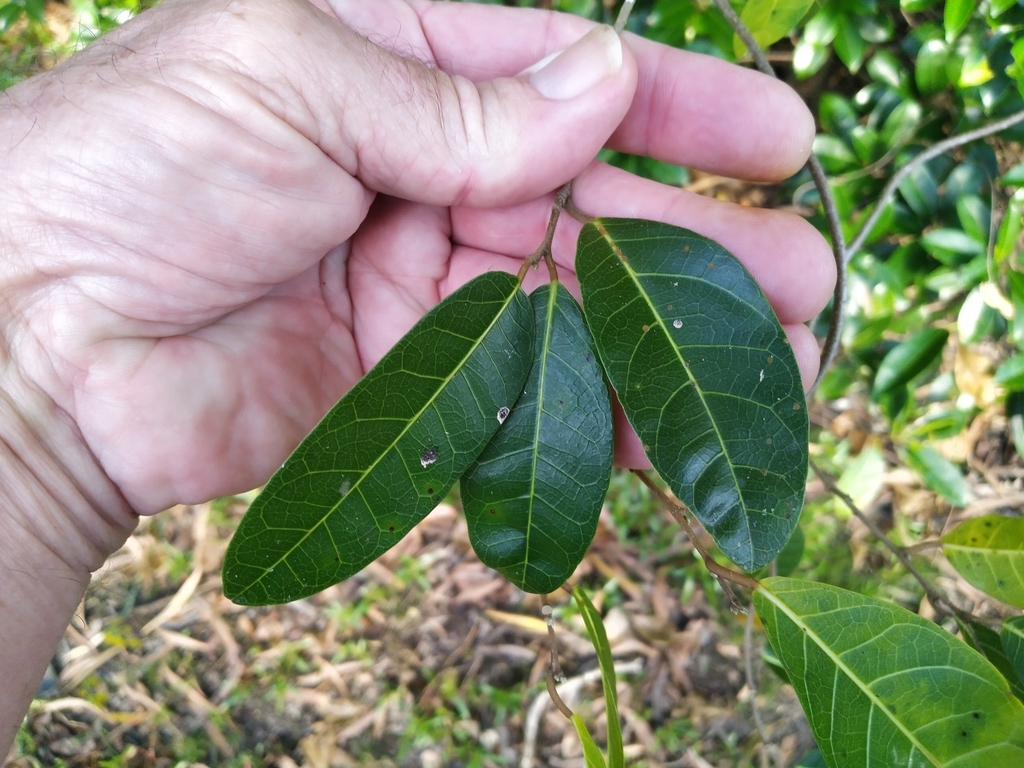 Burnie Vine from Unnamed Road, Edge Hill QLD 4870, Australia on July 18, 2021 at 0839 AM by