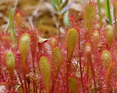 Drosera