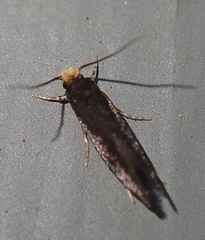 Doleromorpha porphyria