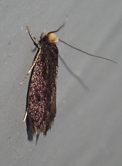 Doleromorpha porphyria