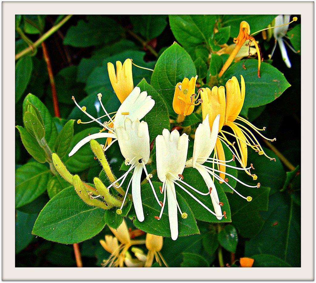 Japanese Honeysuckle Invasive Plants Of Pittsburgh · Inaturalist