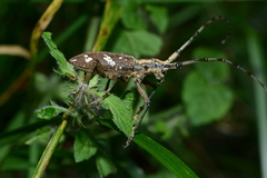 Paraleprodera itzingeri