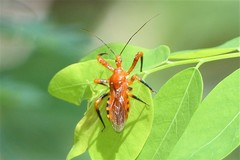 Sphedanolestes xiongi