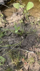 Isoetes melanopoda