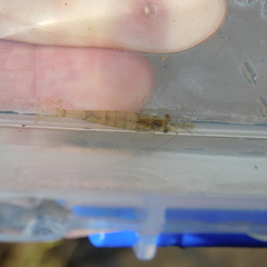 Paratya curvirostris