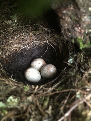 Junco