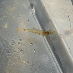 Paratya curvirostris